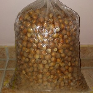 Saco de avellanas ecológicas 25 Kg 