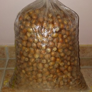 Saco de avellanas ecológicas 25 Kg